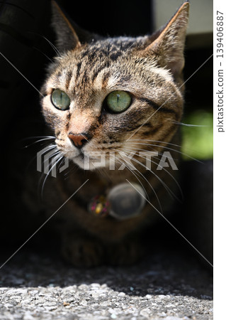 Cat hiding under the car Cat hiding under the car 139406887