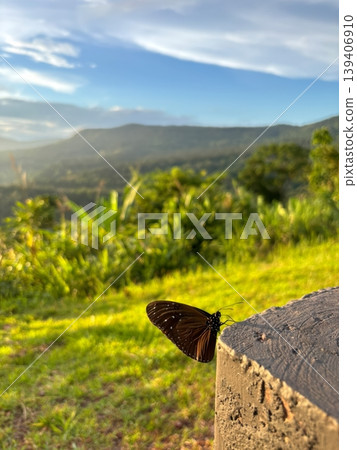 Dark Brown Butterfly Resting on a Concrete Post with Scenic Green Mountain Landscape Background Dark Brown Butterfly Resting on a Concrete Post with Scenic Green Mountain Landscape Background 139406910