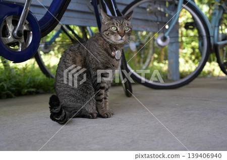 Kijitra cat in a bicycle storage area Kijitra cat in a bicycle storage area 139406940