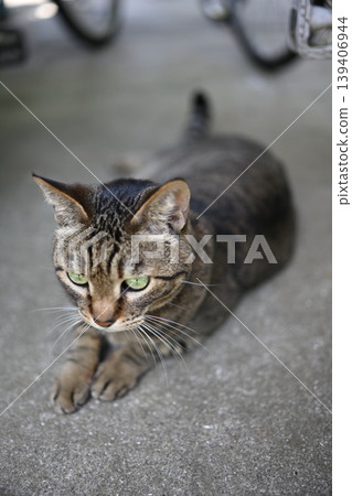 Kijitra cat in a bicycle storage area Kijitra cat in a bicycle storage area 139406944