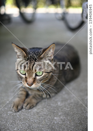 Kijitra cat in a bicycle storage area Kijitra cat in a bicycle storage area 139406945