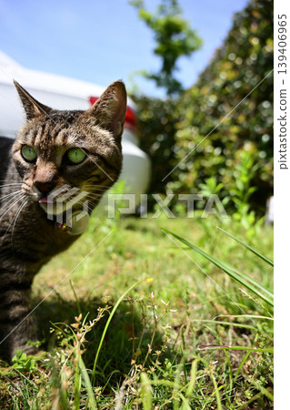 Petticoat cat in the parking lot Petticoat cat in the parking lot 139406965
