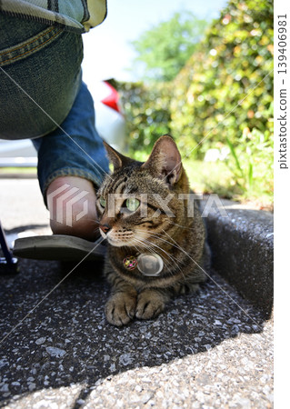 Kijitra cat taking a walk Kijitra cat taking a walk 139406981