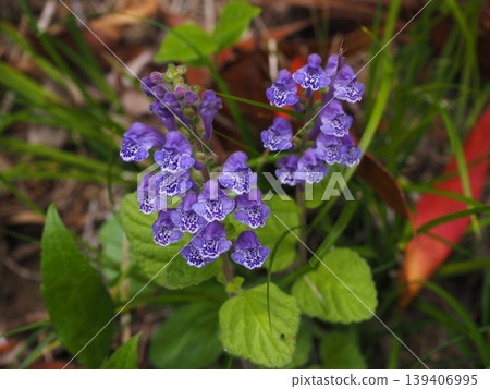 Skullcap Skullcap 139406995