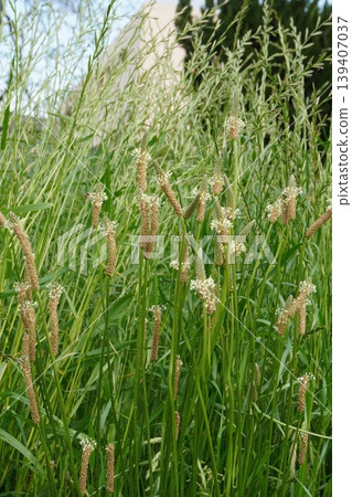 Plantago asiatica flowers, April 2026 139407037
