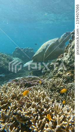 A green sea turtle (chelonia mydas) foraging among a vibrant coral reef in clear blue water in Dauin, Philippines A green sea turtle (chelonia mydas) foraging among a vibrant coral reef in clear blue water in Dauin, Philippines 139407066