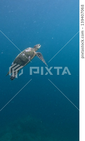 A critically endangered species hawksbill sea turtle (Eretmochelys imbricata) ascending from the blue depths in hazy plankton rich water, ethereal serene underwater scene. Dauin, Philippines A critically endangered species hawksbill sea turtle (Eretmochelys imbricata) ascending from the blue depths in hazy plankton rich water, ethereal serene underwater scene. Dauin, Philippines 139407068