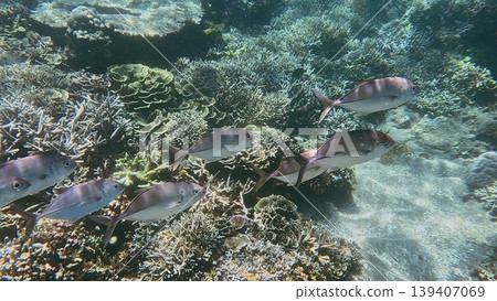 A group of bigeye trevally (Caranx sexfasciatus) swimming in sunlit coral reef, showcasing marine diversity in Dauin, Philippines A group of bigeye trevally (Caranx sexfasciatus) swimming in sunlit coral reef, showcasing marine diversity in Dauin, Philippines 139407069