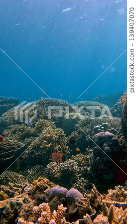 Beautiful underwater scene showing the thriving colorful coral reef environment in blue clear water in the renown diving destination of Dauin, Philippines 139407070
