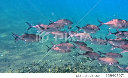 School of bigeye trevally (Caranx sexfasciatus) swimming and cruising along the coral reef in clear blue shallow water. Wildlife sighting in Dauin, Philippines School of bigeye trevally (Caranx sexfasciatus) swimming and cruising along the coral reef in clear blue shallow water. Wildlife sighting in Dauin, Philippines 139407071