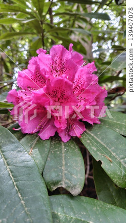 盛開的杜鵑花 盛開的杜鵑花 139407078