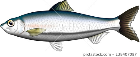Fish illustration: Herring, vector format, single image on a white background. 139407087