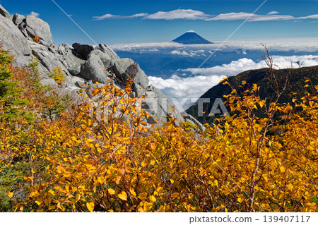 Mt. Fuji and yellow leaves of Betula birch in the Southern Alps, Phoenix Sanzan, Yakushidake Mt. Fuji and yellow leaves of Betula birch in the Southern Alps, Phoenix Sanzan, Yakushidake 139407117