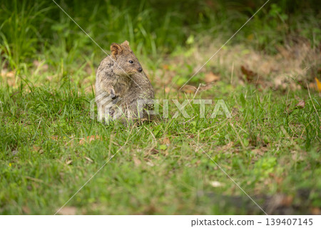 A quokka pregnant with a baby; a portrait of the parent standing in a grassy field. A quokka pregnant with a baby; a portrait of the parent standing in a grassy field. 139407145