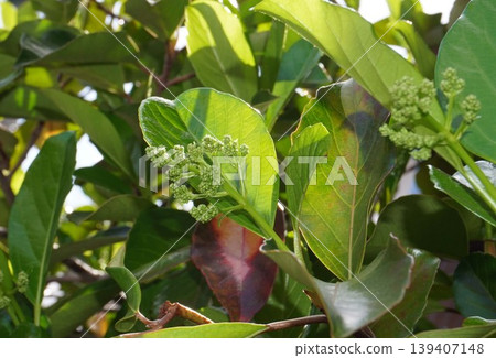 Coralberry buds, April 2026 Coralberry buds, April 2026 139407148