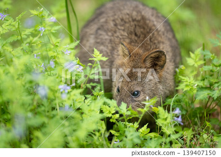 Quokkas surrounded by flowers and grass: Cute portraits of them in nature Quokkas surrounded by flowers and grass: Cute portraits of them in nature 139407150