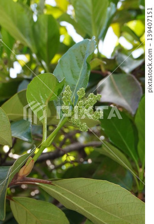 Coralberry buds, April 2026 Coralberry buds, April 2026 139407151