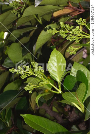Coralberry buds, April 2026 139407154
