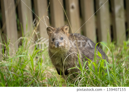 A quokka standing in the grass: A portrait in its natural environment. 139407155