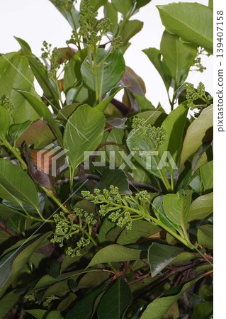 Coralberry buds, April 2026 Coralberry buds, April 2026 139407158