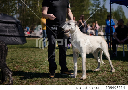Handler stands beside a white Irish Wolfhound on a sunny day at an outdoor dog event. Other dogs and people are in the grassy background Handler stands beside a white Irish Wolfhound on a sunny day at an outdoor dog event. Other dogs and people are in the grassy background 139407314
