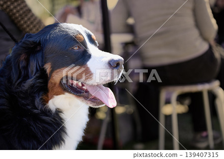 Tri-color Bernese Mountain Dog resting outdoors in bright sunlight. Its tongue is visible as it observes its surroundings, with blurred individuals in the background Tri-color Bernese Mountain Dog resting outdoors in bright sunlight. Its tongue is visible as it observes its surroundings, with blurred individuals in the background 139407315