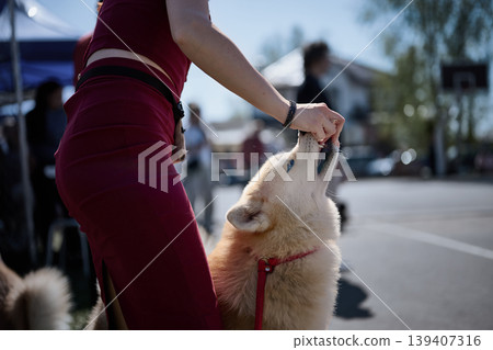 Person in a maroon outfit gives a light-furred husky dog a treat on a sunny day. The dog looks up with an open mouth, eagerly taking the offering Person in a maroon outfit gives a light-furred husky dog a treat on a sunny day. The dog looks up with an open mouth, eagerly taking the offering 139407316