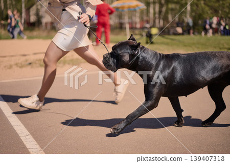 A handler leads a powerful black Cane Corso trotting on a leash across a paved surface, moving quickly during a daytime outdoor competition A handler leads a powerful black Cane Corso trotting on a leash across a paved surface, moving quickly during a daytime outdoor competition 139407318