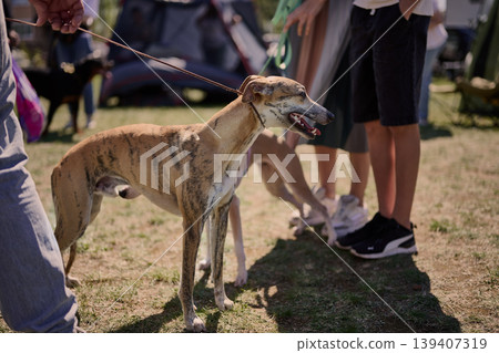 A brindle sighthound with a striped coat stands on a green grassy field on a sunny day. The dog has an open mouth and is held on a leash by a person A brindle sighthound with a striped coat stands on a green grassy field on a sunny day. The dog has an open mouth and is held on a leash by a person 139407319