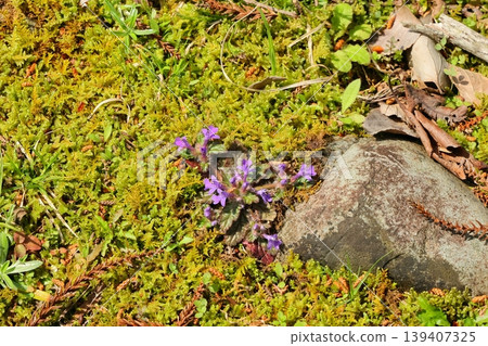Scenery around a single large rock in Kozagawa Town, Wakayama Prefecture 139407325