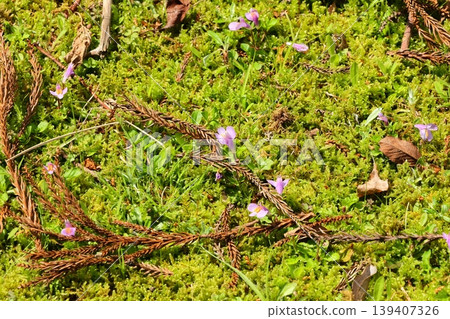 和歌山縣小座川町一塊巨石周圍的景色 和歌山縣小座川町一塊巨石周圍的景色 139407326