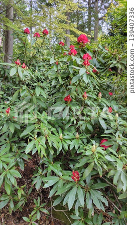 Rhododendron tree Rhododendron tree 139407336