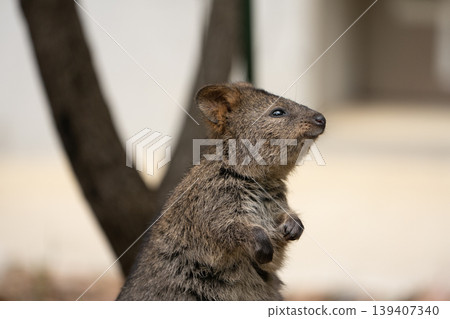 A quokka looking up in profile; a standing portrait with a gentle expression. A quokka looking up in profile; a standing portrait with a gentle expression. 139407340