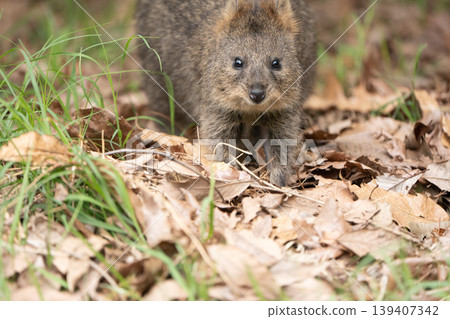 A quokka walking towards us - a cute portrait from the front. A quokka walking towards us - a cute portrait from the front. 139407342
