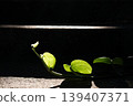 Backlight of green Devil iIvy branch or Golden pothos leaf plant in natural sunlight 139407371