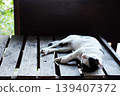 Cute black and white cat resting and sleeping on wooden table in natural sunlight on the terrace 139407372
