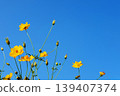 Blooming yellow cosmos flower field with blue sky is spring flowers on summer season 139407374