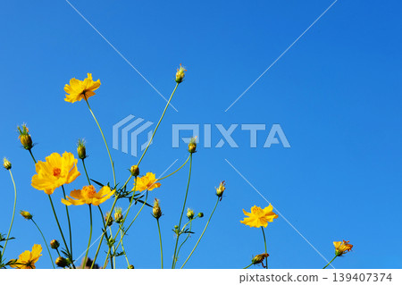 Blooming yellow cosmos flower field with blue sky is spring flowers on summer season Blooming yellow cosmos flower field with blue sky is spring flowers on summer season 139407374