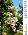 Blooming fresh white and pink bougainvillea flowers plant in natural sunlight 139407375