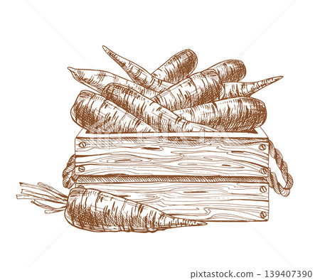 Hand drawn sketch of carrots in wooden crate. Monochrome ink illustration of fresh farm vegetables for harvest, grocery package design, culinary menu, market branding, organic kitchen decor. Hand drawn sketch of carrots in wooden crate. Monochrome ink illustration of fresh farm vegetables for harvest, grocery package design, culinary menu, market branding, organic kitchen decor. 139407390