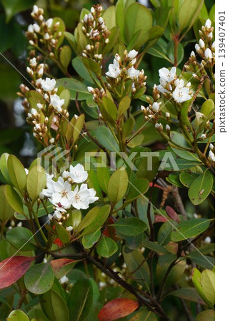 印地安石竹(Rhaphiolepis indica)的花朵開始綻放-2026年4月 印地安石竹(Rhaphiolepis indica)的花朵開始綻放-2026年4月 139407401