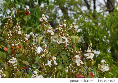 The flowers of the Rhaphiolepis indica have begun to bloom - April 2026 139407402