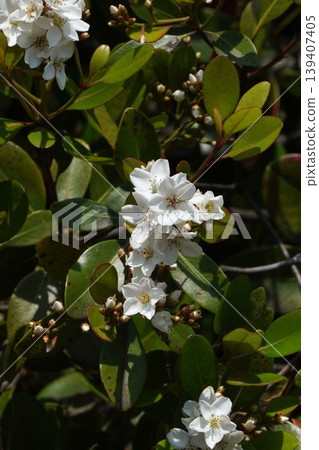 The flowers of the Rhaphiolepis indica have begun to bloom - April 2026 The flowers of the Rhaphiolepis indica have begun to bloom - April 2026 139407405