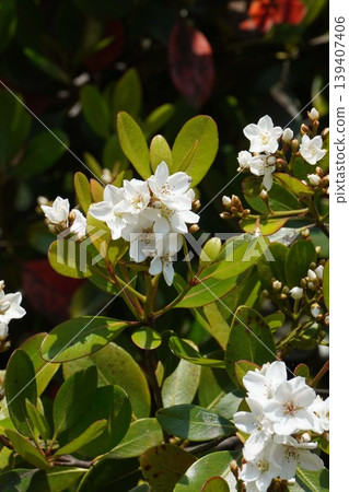 印地安石竹(Rhaphiolepis indica)的花朵開始綻放-2026年4月 印地安石竹(Rhaphiolepis indica)的花朵開始綻放-2026年4月 139407406