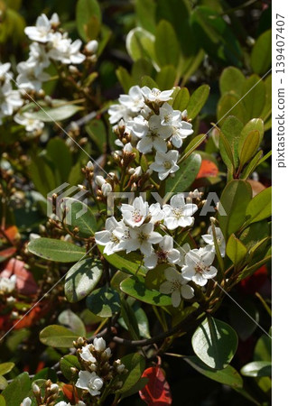 印地安石竹（Rhaphiolepis indica）的花朵開始綻放－2026年4月 139407407