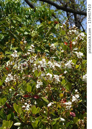 The flowers of the Rhaphiolepis indica have begun to bloom - April 2026 The flowers of the Rhaphiolepis indica have begun to bloom - April 2026 139407410
