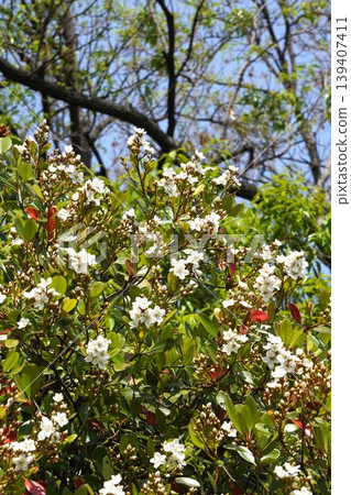 印地安石竹（Rhaphiolepis indica）的花朵開始綻放－2026年4月 139407411