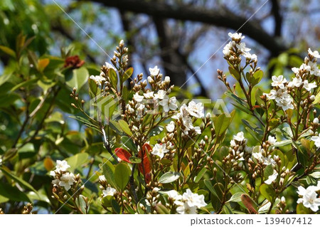 印地安石竹（Rhaphiolepis indica）的花朵開始綻放－2026年4月 139407412