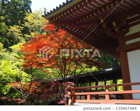 初夏的源濟寺 初夏的源濟寺 139407464