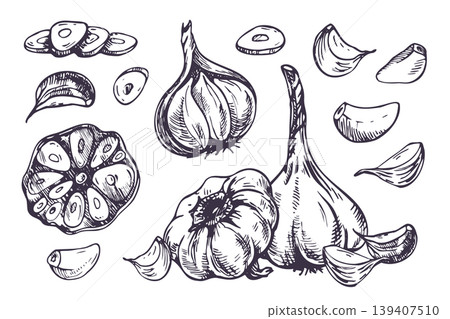 Hand drawn garlic illustration set in pen and ink line art style. Monochrome vegetable sketch for cooking recipe, farm market harvest, food packaging design and organic nutrition label. Hand drawn garlic illustration set in pen and ink line art style. Monochrome vegetable sketch for cooking recipe, farm market harvest, food packaging design and organic nutrition label. 139407510